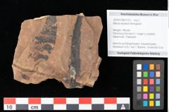 Foto (Objekt + Etikett) von Engelhardia orsbergensis (Wessel et Weber) Jähnichen Mai et Walther (NHMW-GEO-2024-0188-0723)